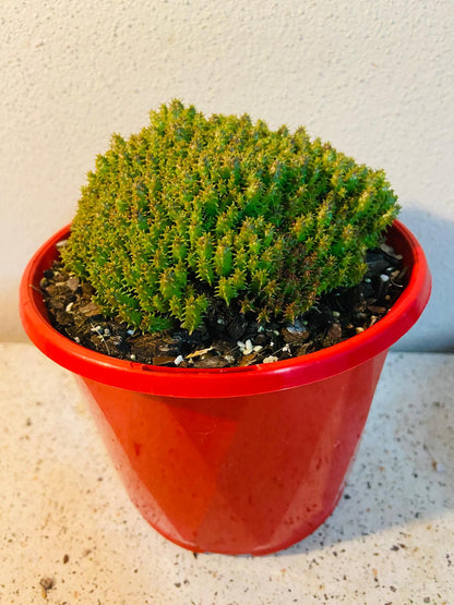 Euphorbia Submammillaria Pfersdorfii #56