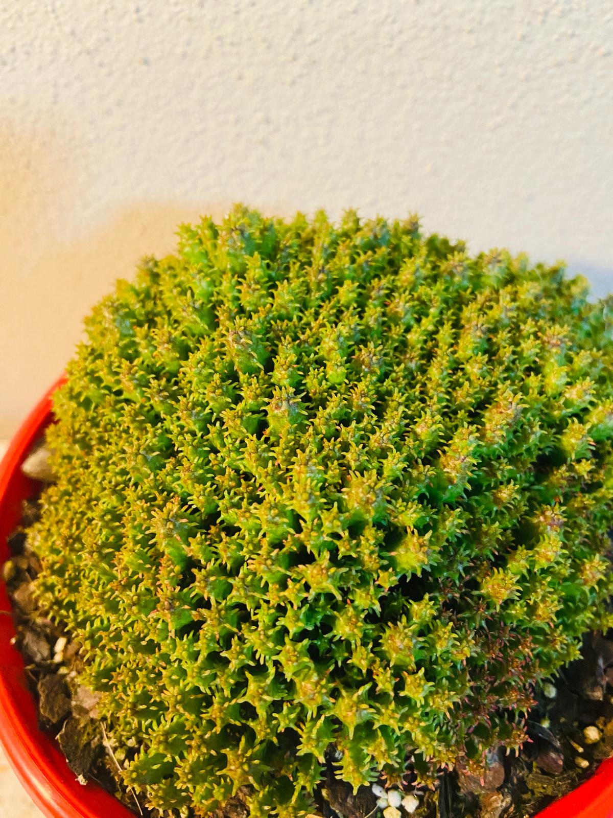 Euphorbia Submammillaria Pfersdorfii #56