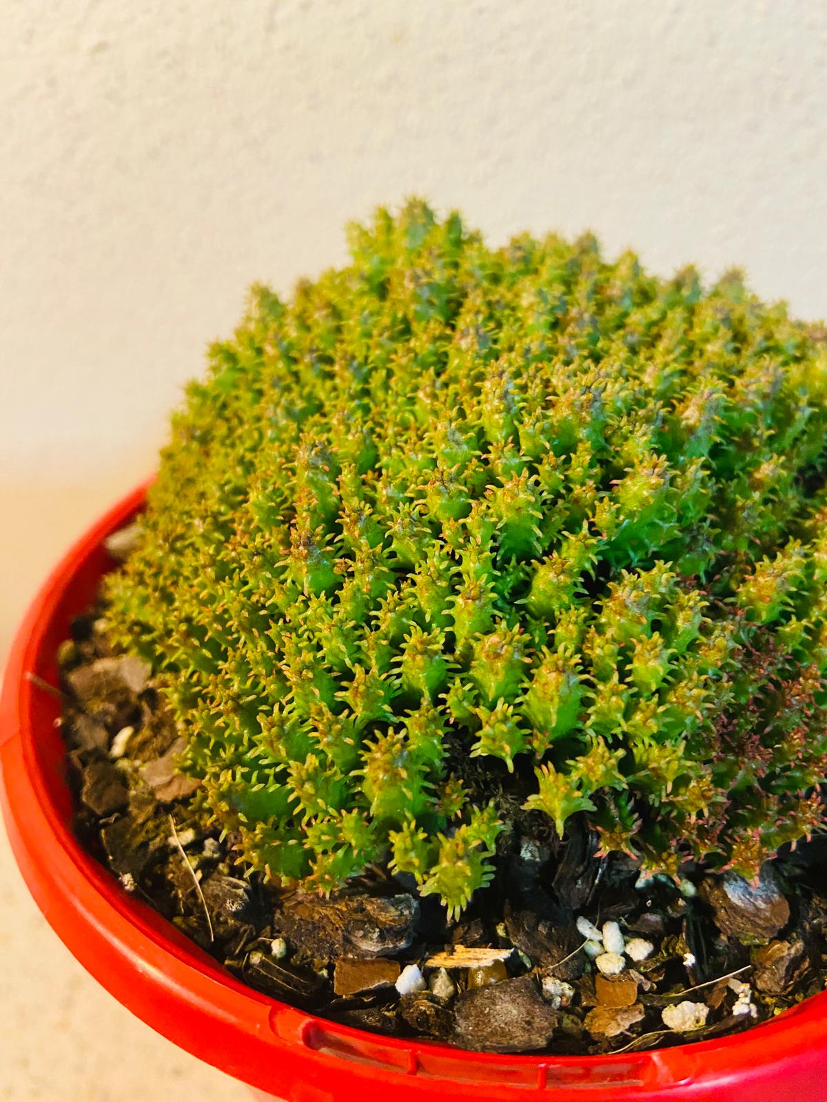 Euphorbia Submammillaria Pfersdorfii #56