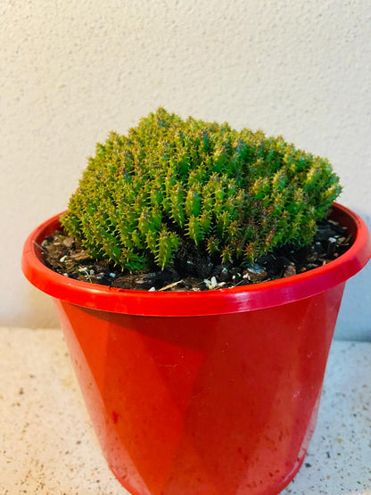 Euphorbia Submammillaria Pfersdorfii #56