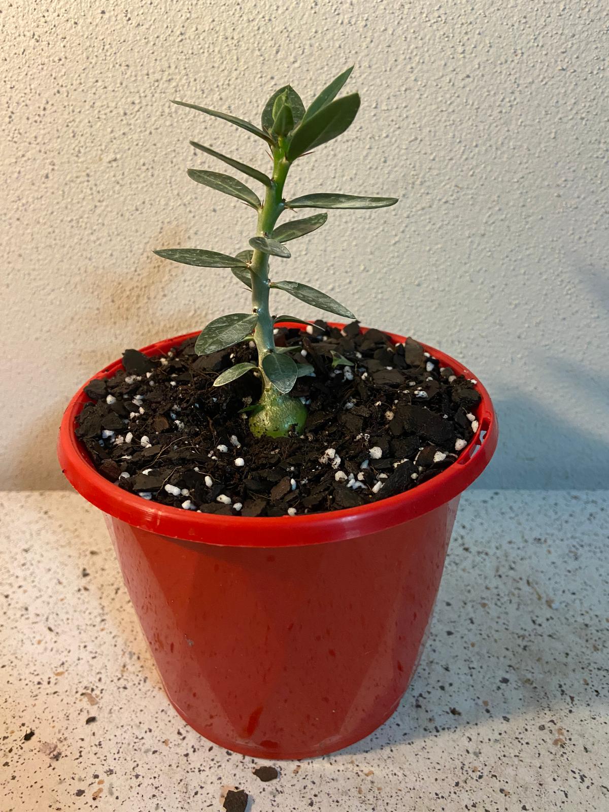 Pachypodium Bispinosum