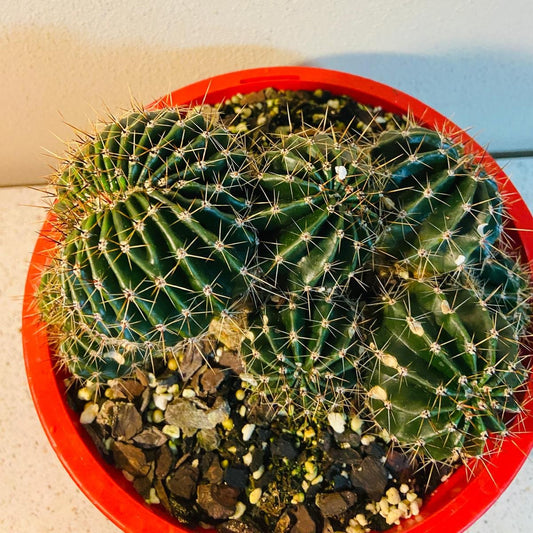 Cacti - Echinopsis Special Crested #56