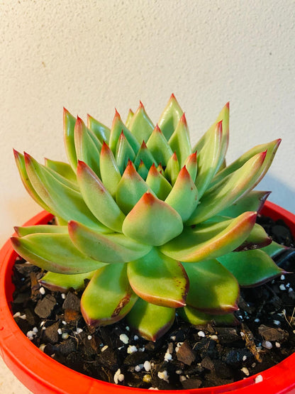 Echeveria Cassini #87