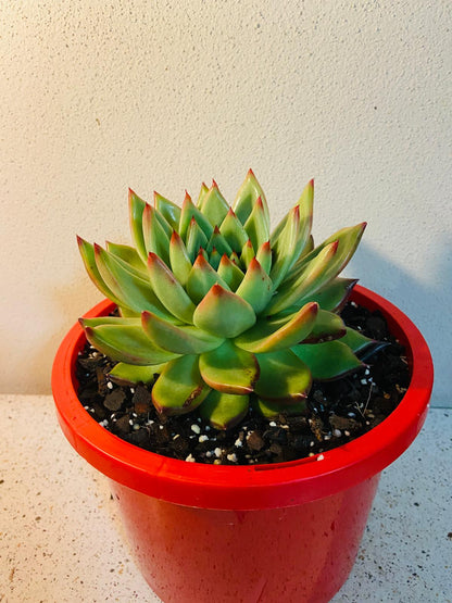 Echeveria Cassini #87