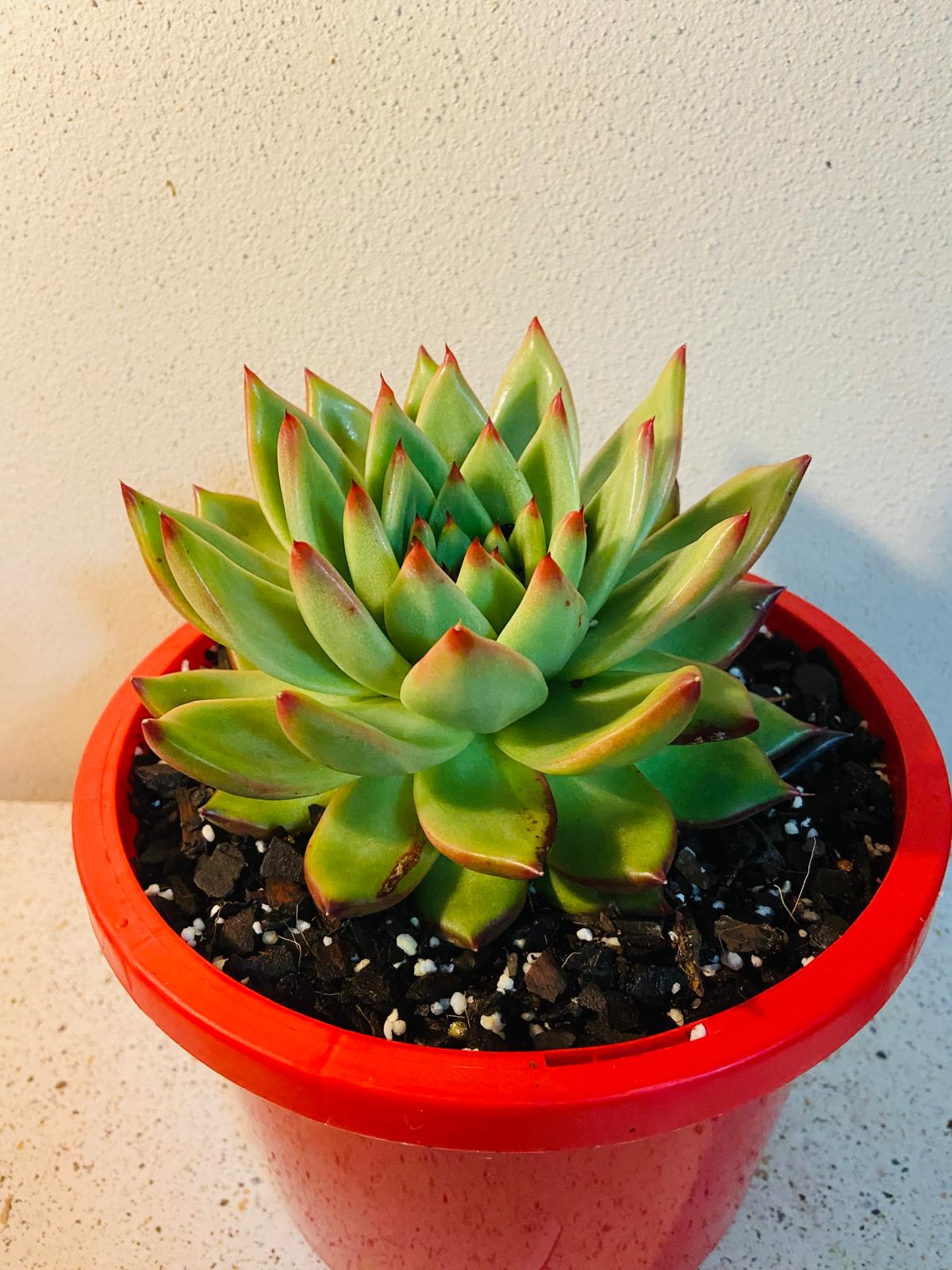 Echeveria Cassini #87