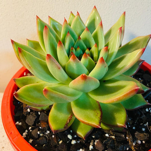 Echeveria Cassini #87