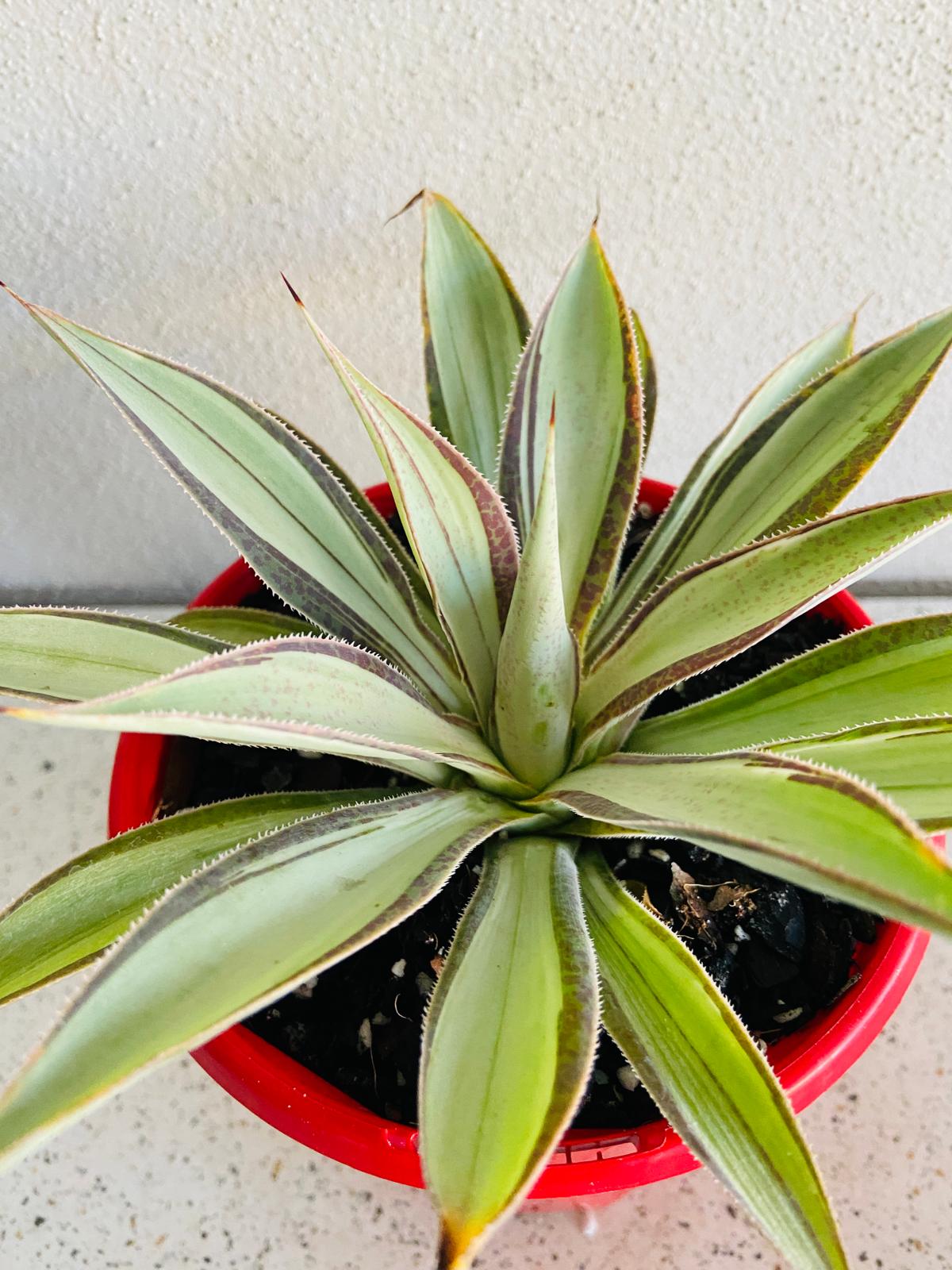 Agave Moonbeam