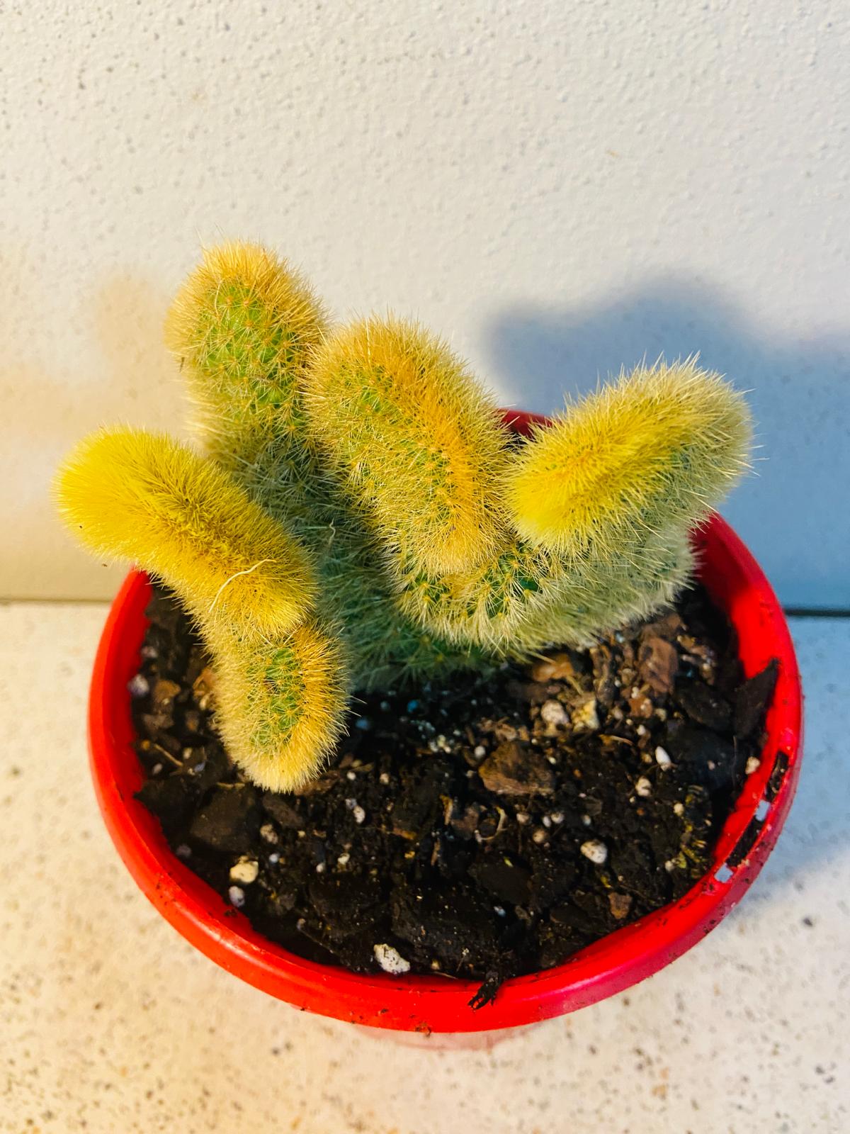 Cacti - Cliestocactus Crested