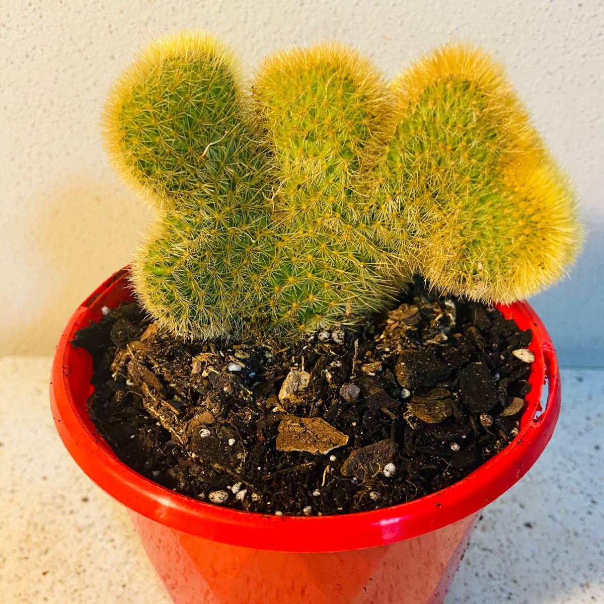 Cacti - Cliestocactus Crested