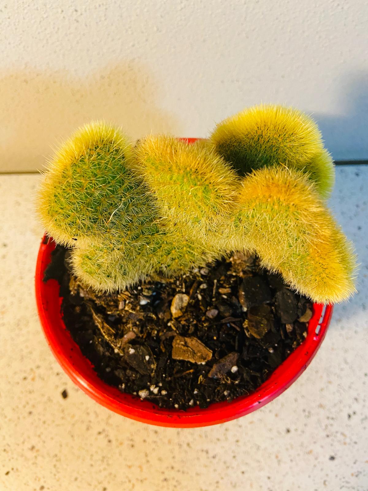 Cacti - Cliestocactus Crested