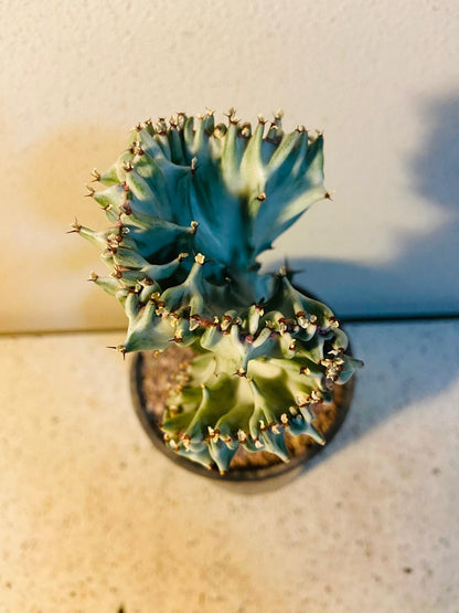 Euphorbia Lactea Crested Graft White