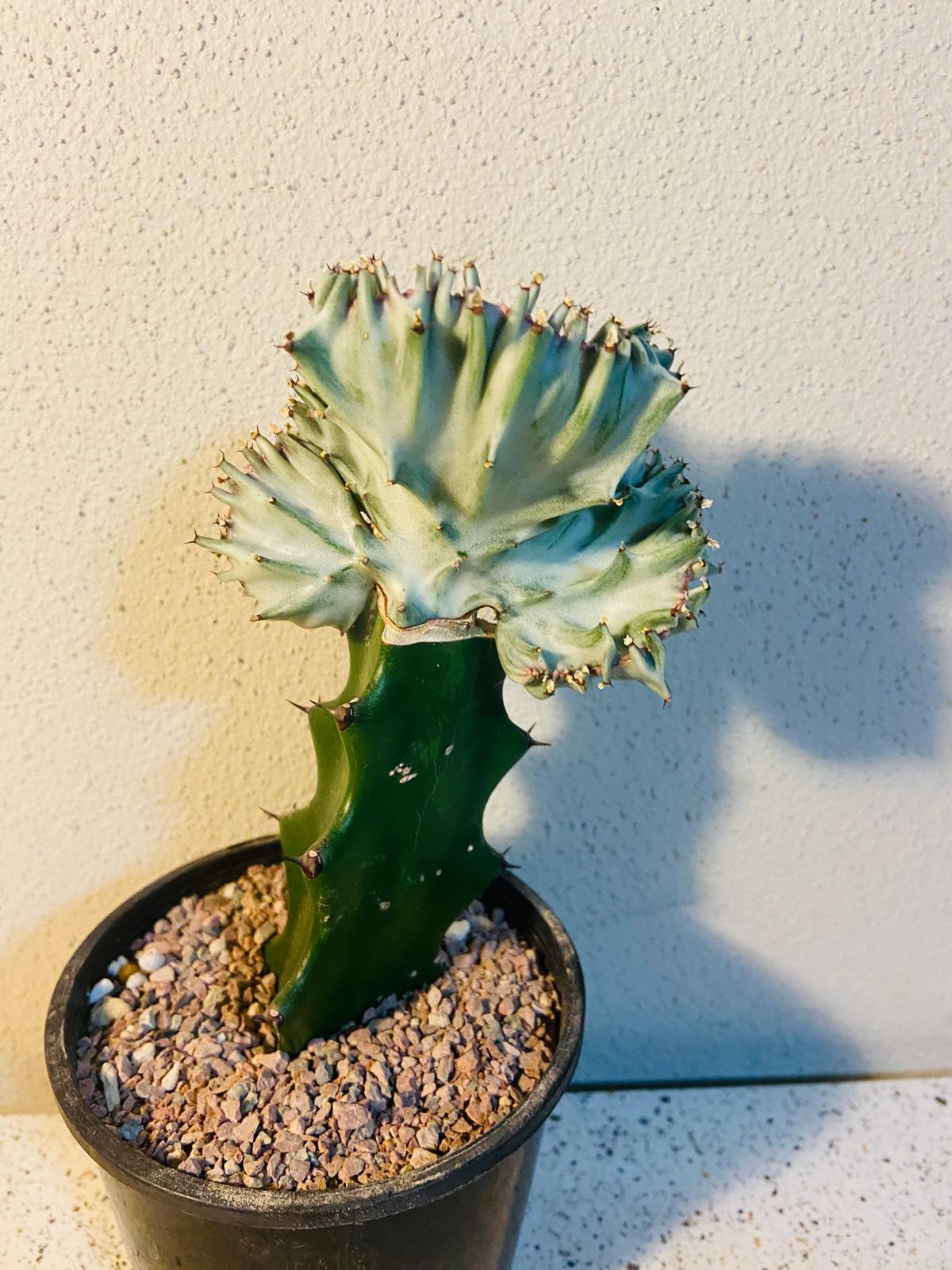 Euphorbia Lactea Crested Graft White