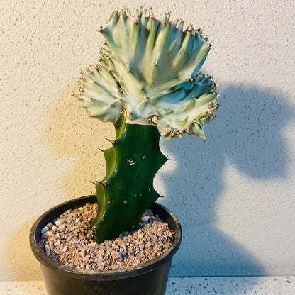 Euphorbia Lactea Crested Graft White