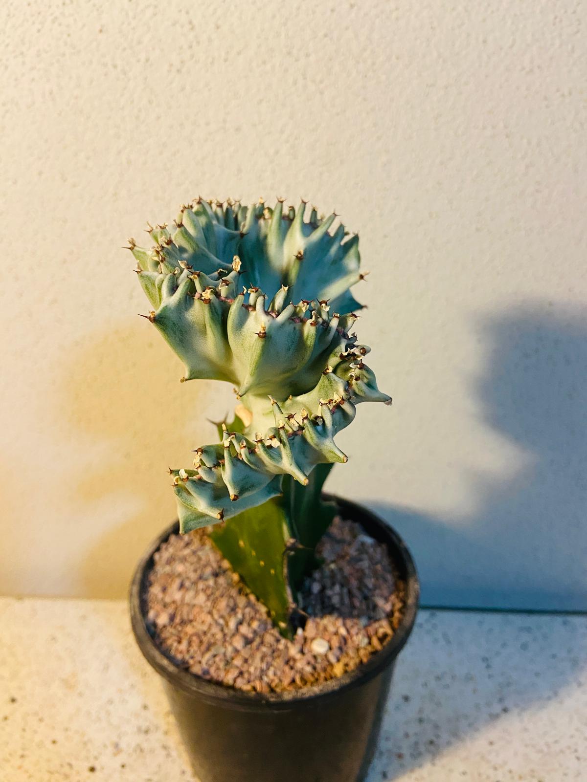 Euphorbia Lactea Crested Graft White