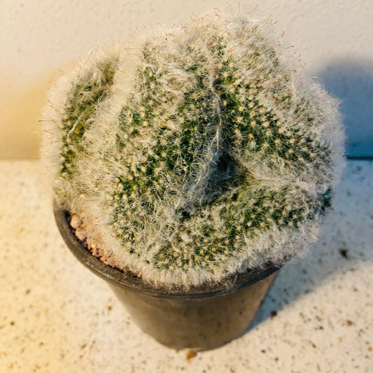 Cacti - Mammillaria Bocasana Crested