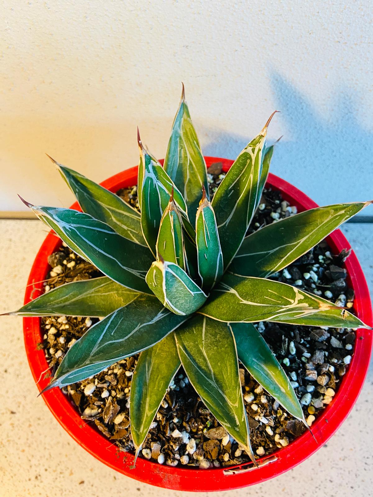 Agave Victoriae - Reginae