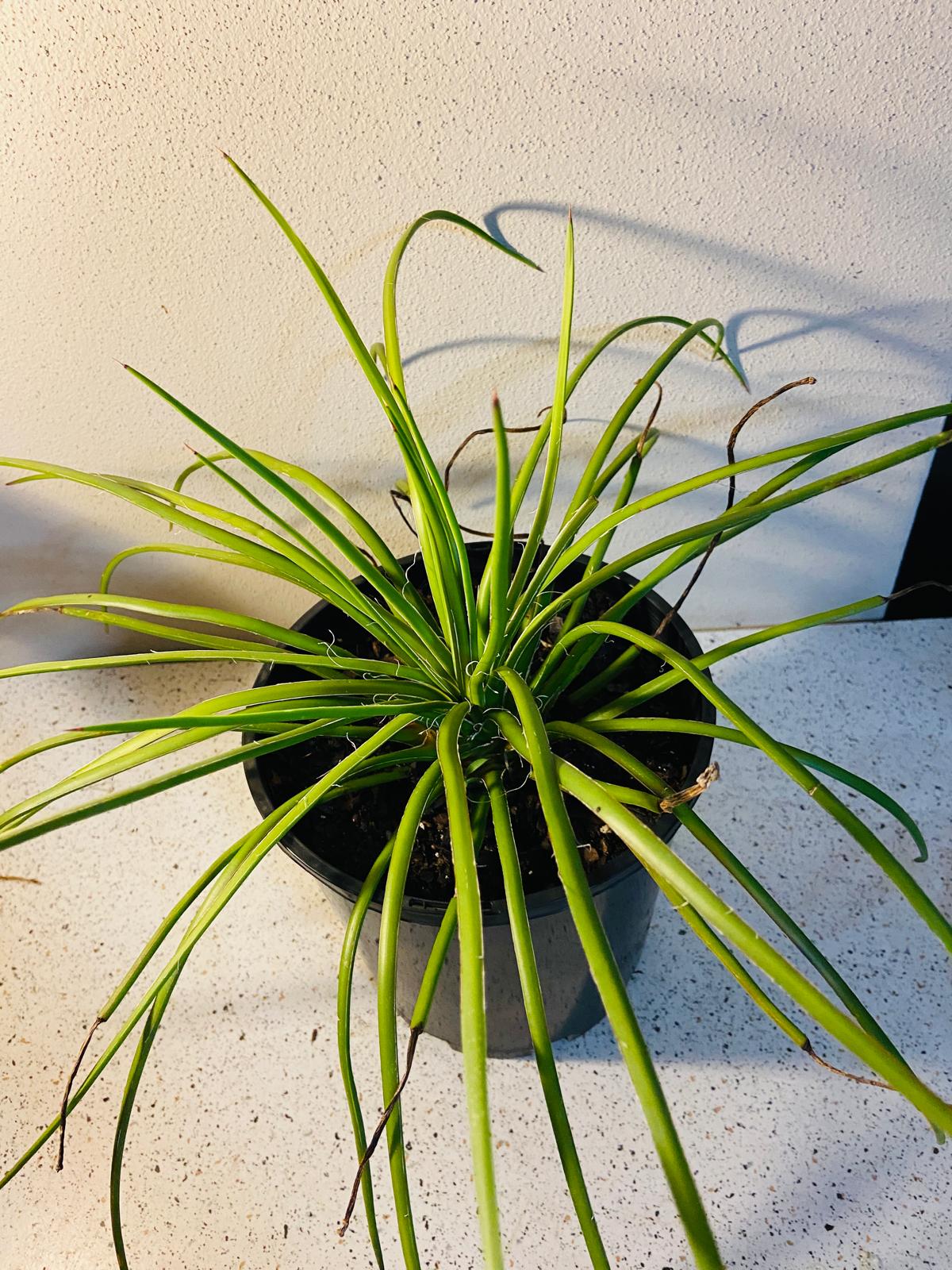 Agave Geminiflora