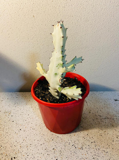 Euphorbia Lactea Ghost Variegated