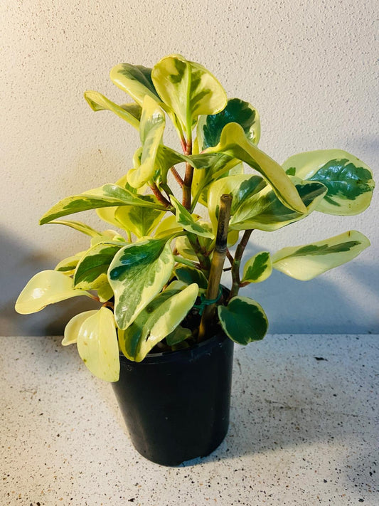 Peperomia Variegated #56