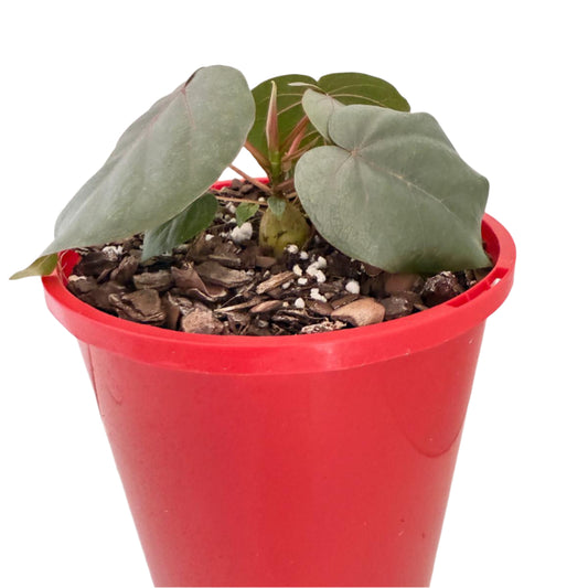 Ficus Petiolaris