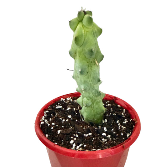 Myrtillocactus geometrizans fukurokuryuzinboku – Blue Boobs Cactus 130mm