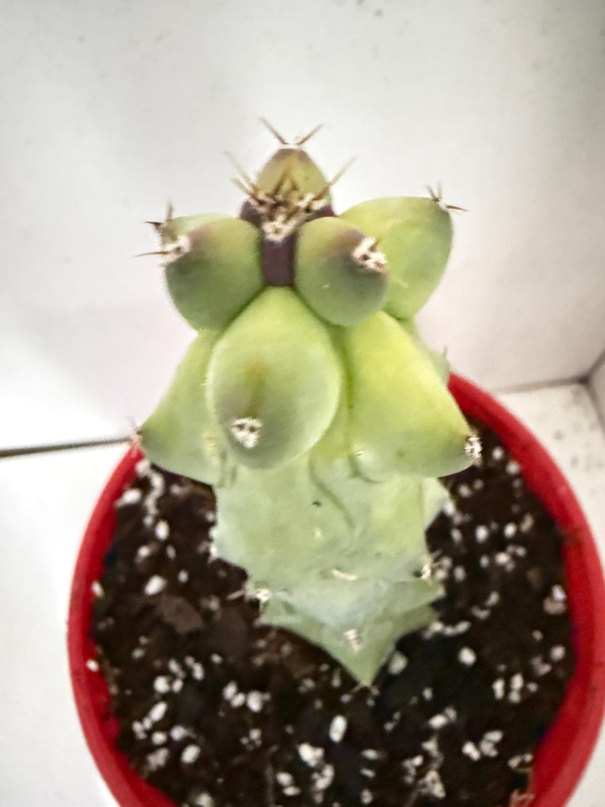 Myrtillocactus geometrizans fukurokuryuzinboku – Blue Boobs Cactus 130mm