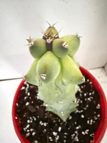 Myrtillocactus geometrizans fukurokuryuzinboku – Blue Boobs Cactus 130mm