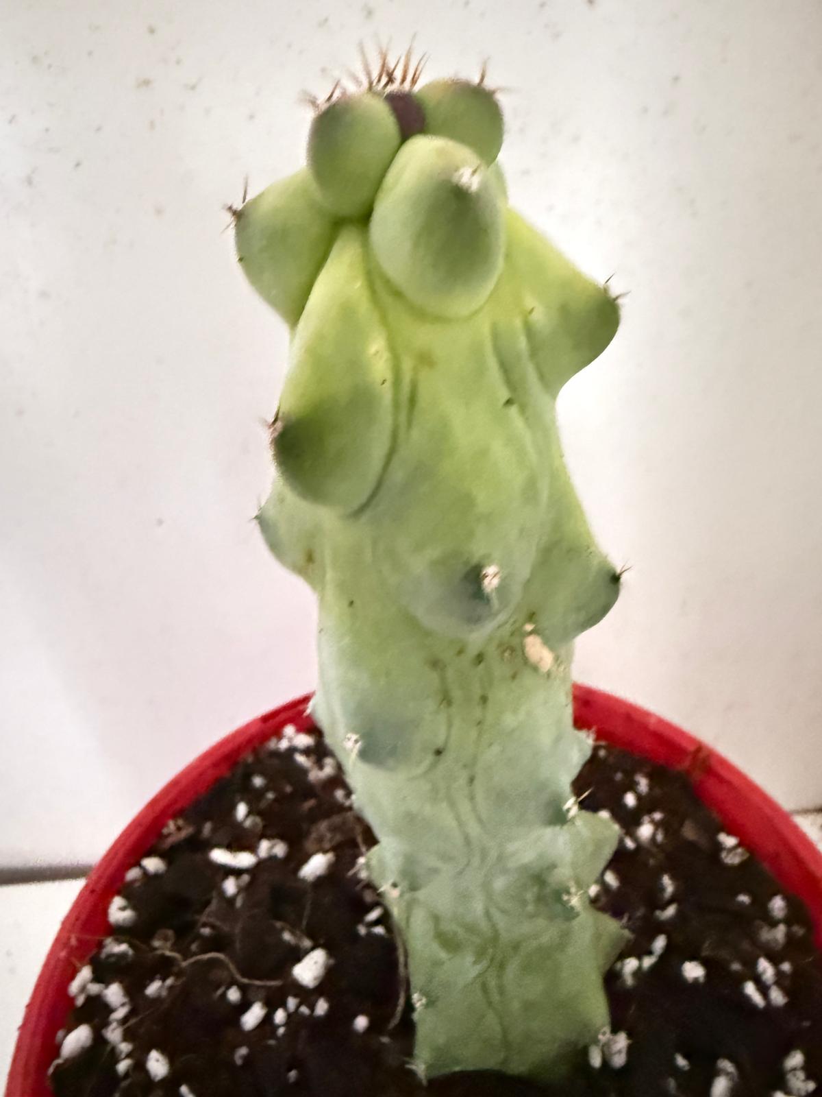 Myrtillocactus geometrizans fukurokuryuzinboku – Blue Boobs Cactus 130mm