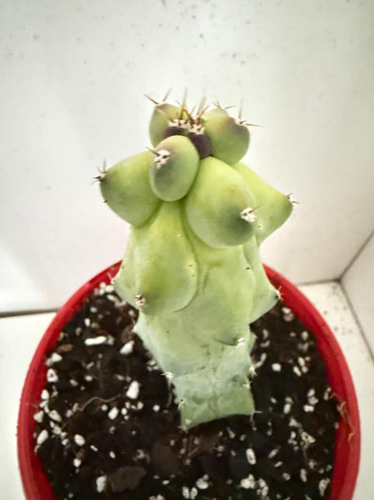 Myrtillocactus geometrizans fukurokuryuzinboku – Blue Boobs Cactus 130mm