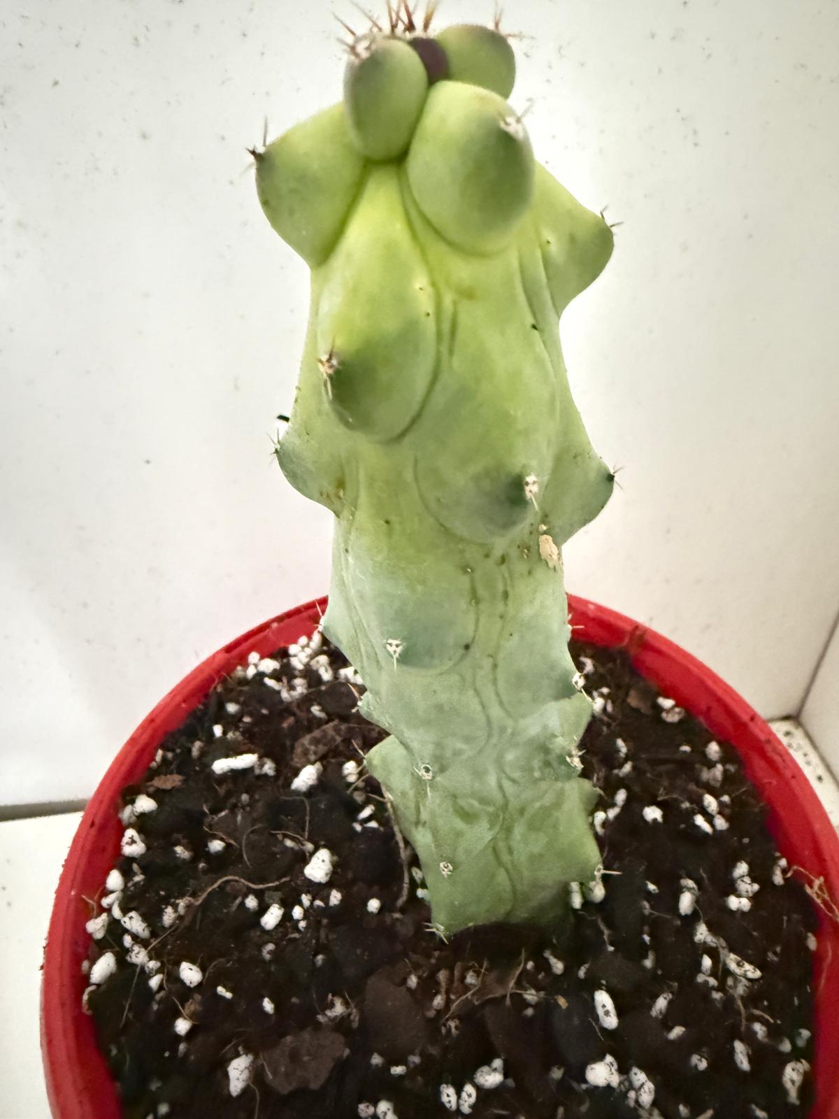 Myrtillocactus geometrizans fukurokuryuzinboku – Blue Boobs Cactus 130mm