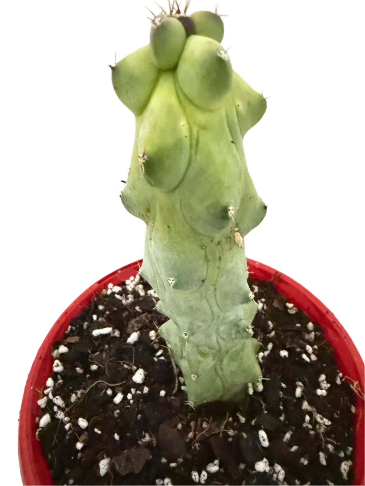 Myrtillocactus geometrizans fukurokuryuzinboku – Blue Boobs Cactus 130mm