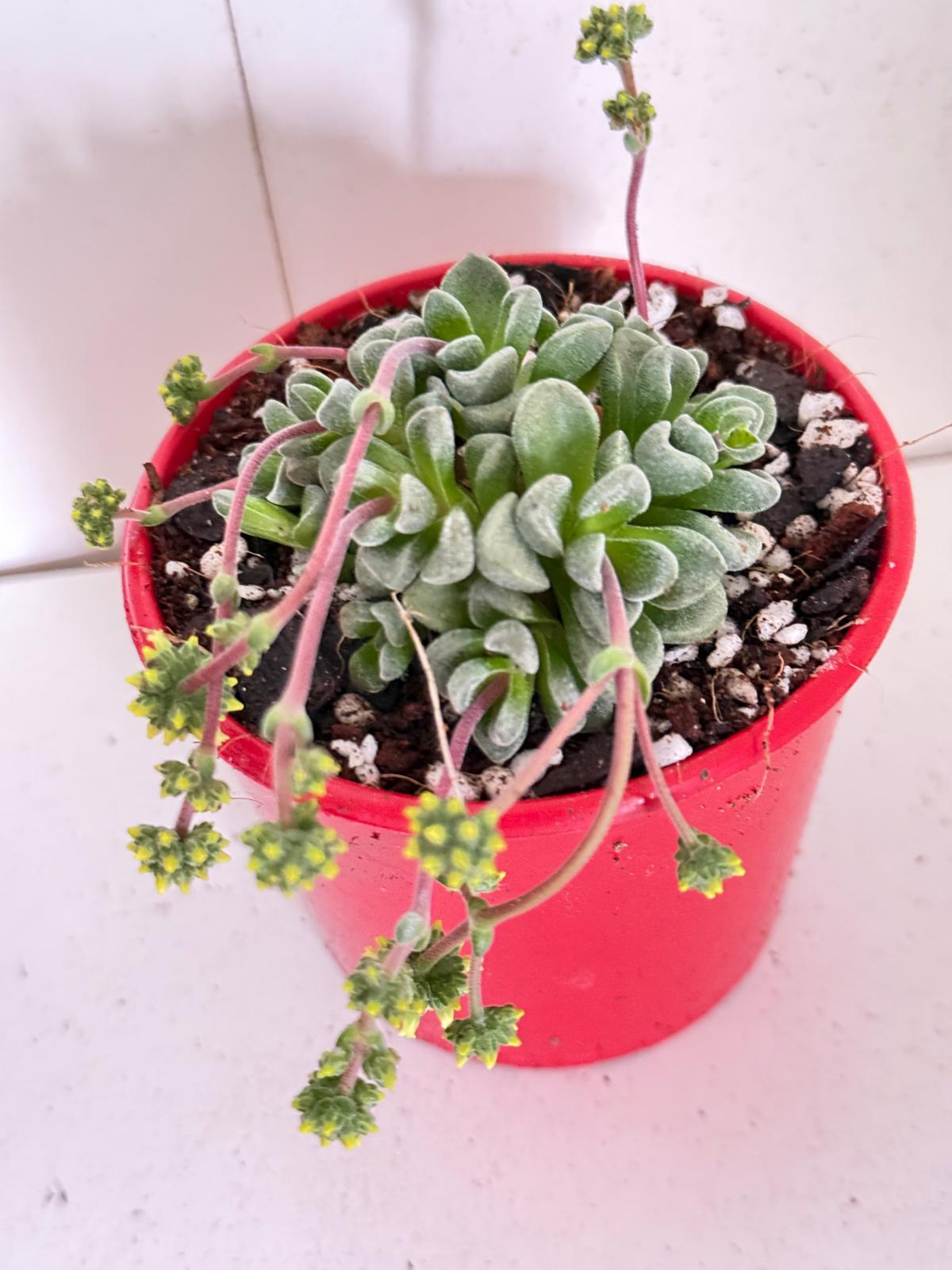 Crassula Fernwood -80mm