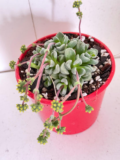 Crassula Fernwood -80mm