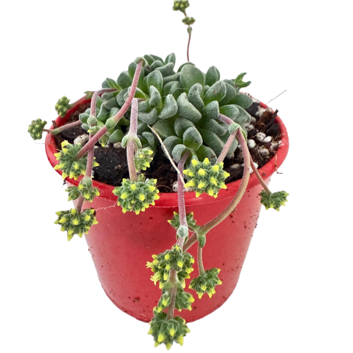 Crassula Fernwood -80mm