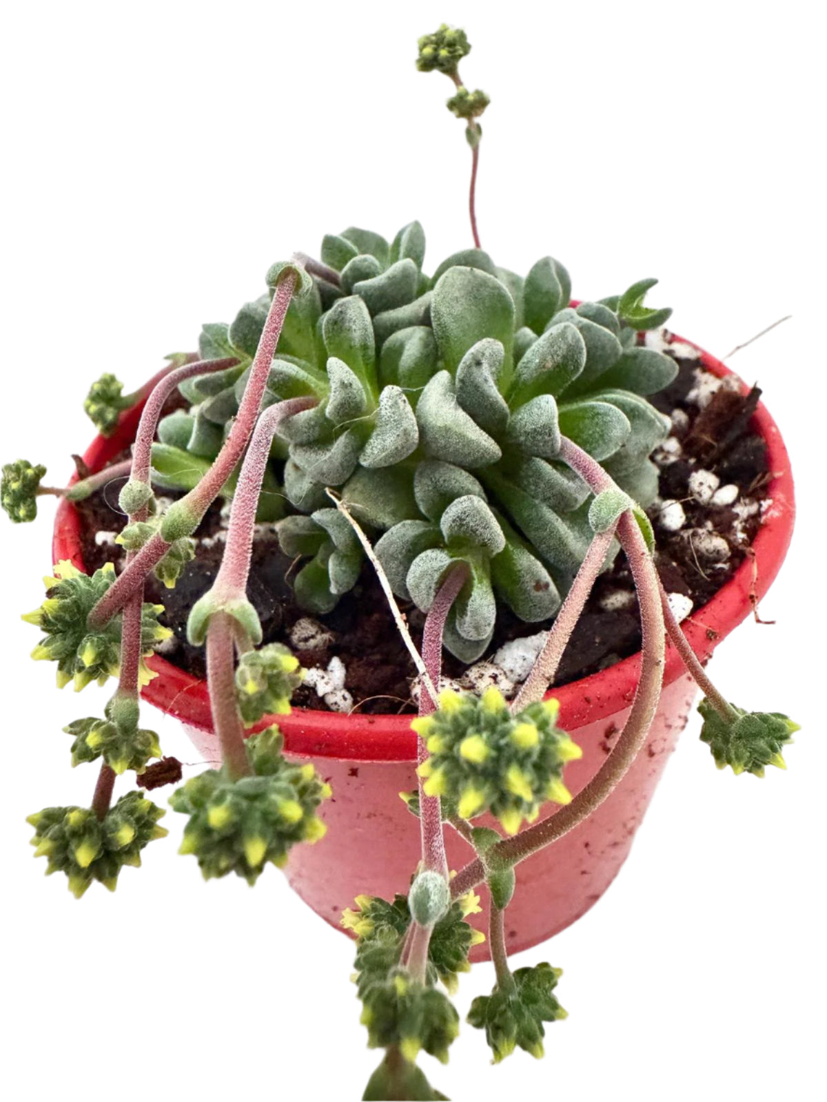 Crassula Fernwood -80mm