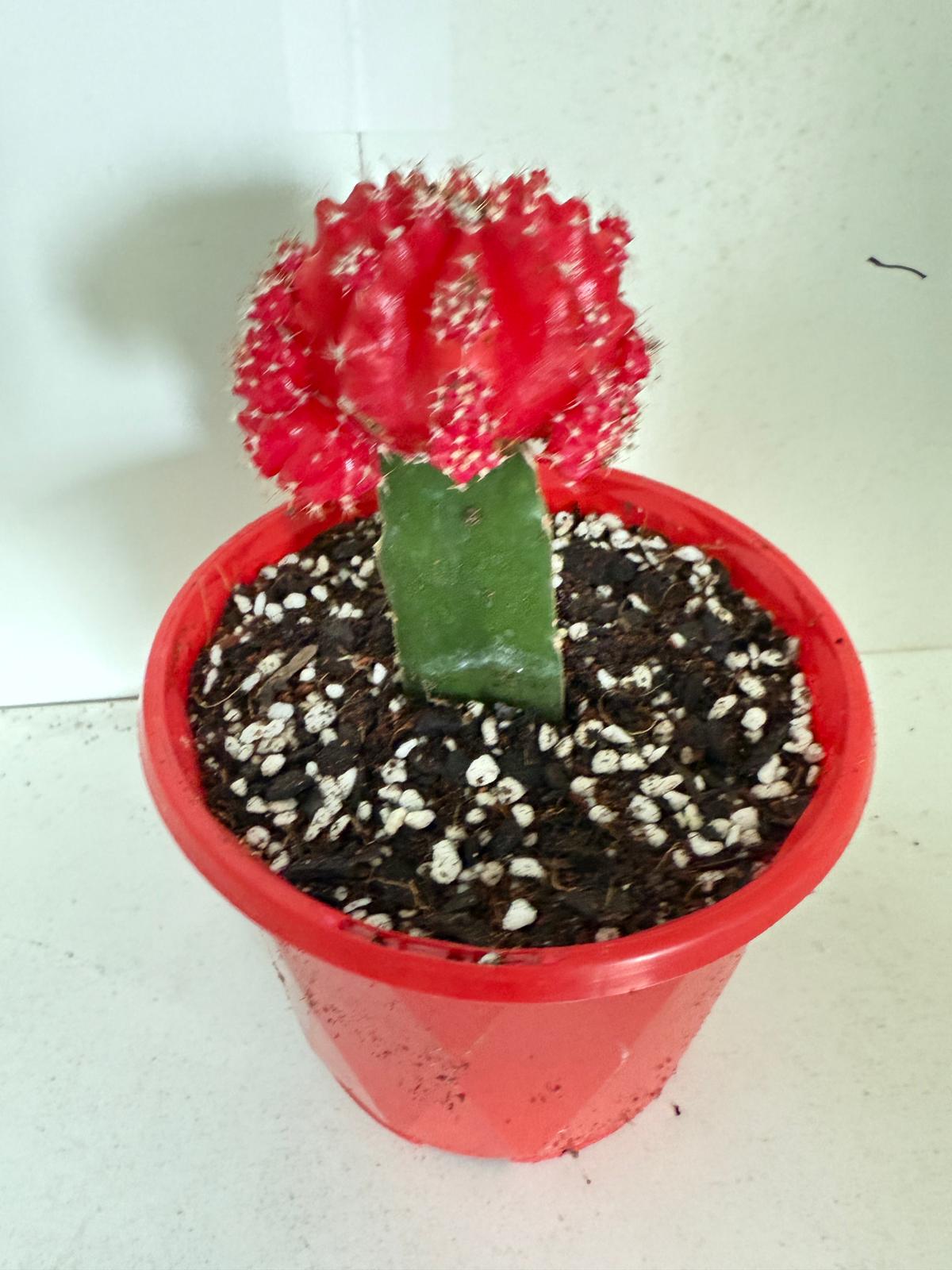 Grafted Cactus Deep red-130mm