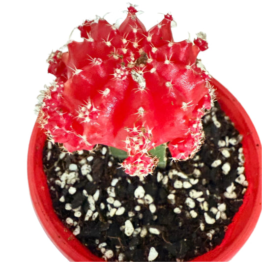 Grafted Cactus Deep red-130mm