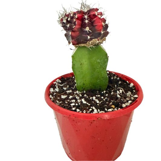 Cacti -Grafted Cactus Gymnocalycium-130mm