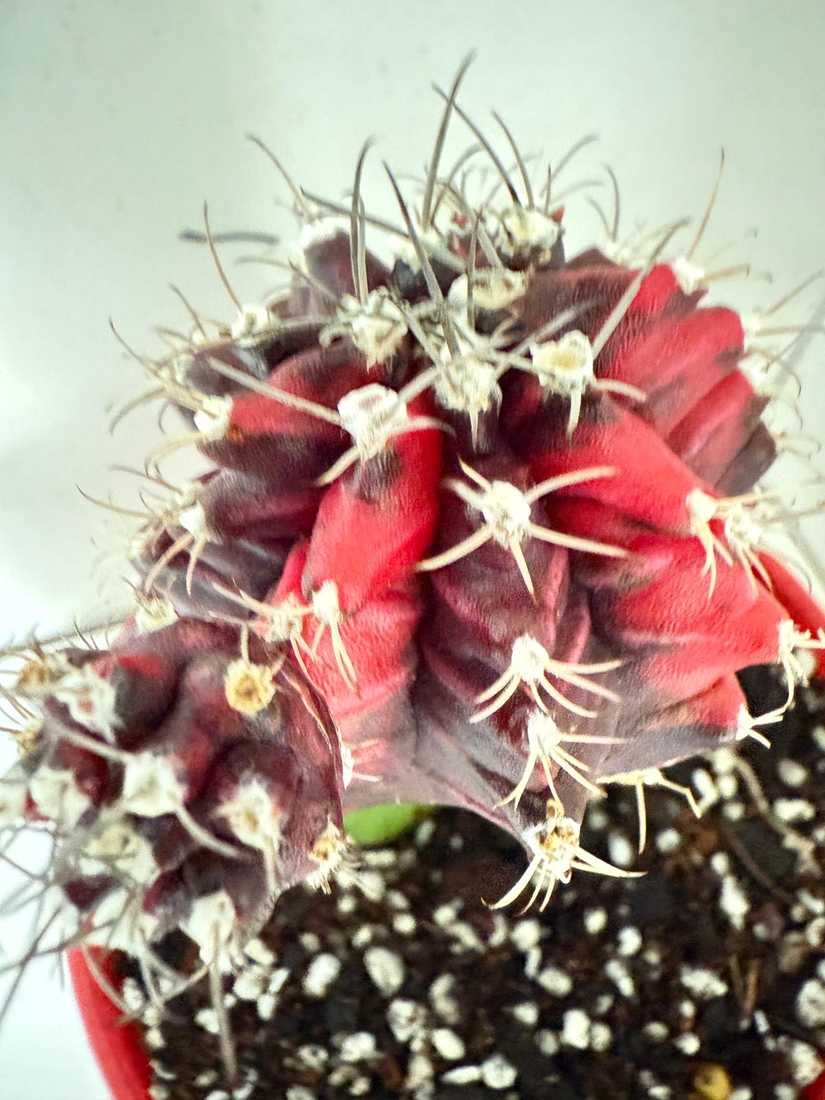 Cacti -Grafted Cactus Gymnocalycium-130mm