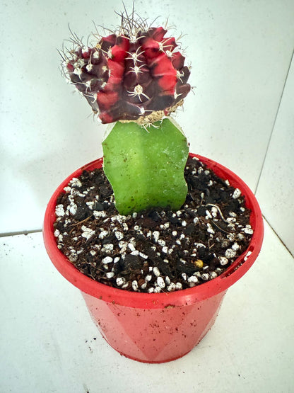 Cacti -Grafted Cactus Gymnocalycium-130mm
