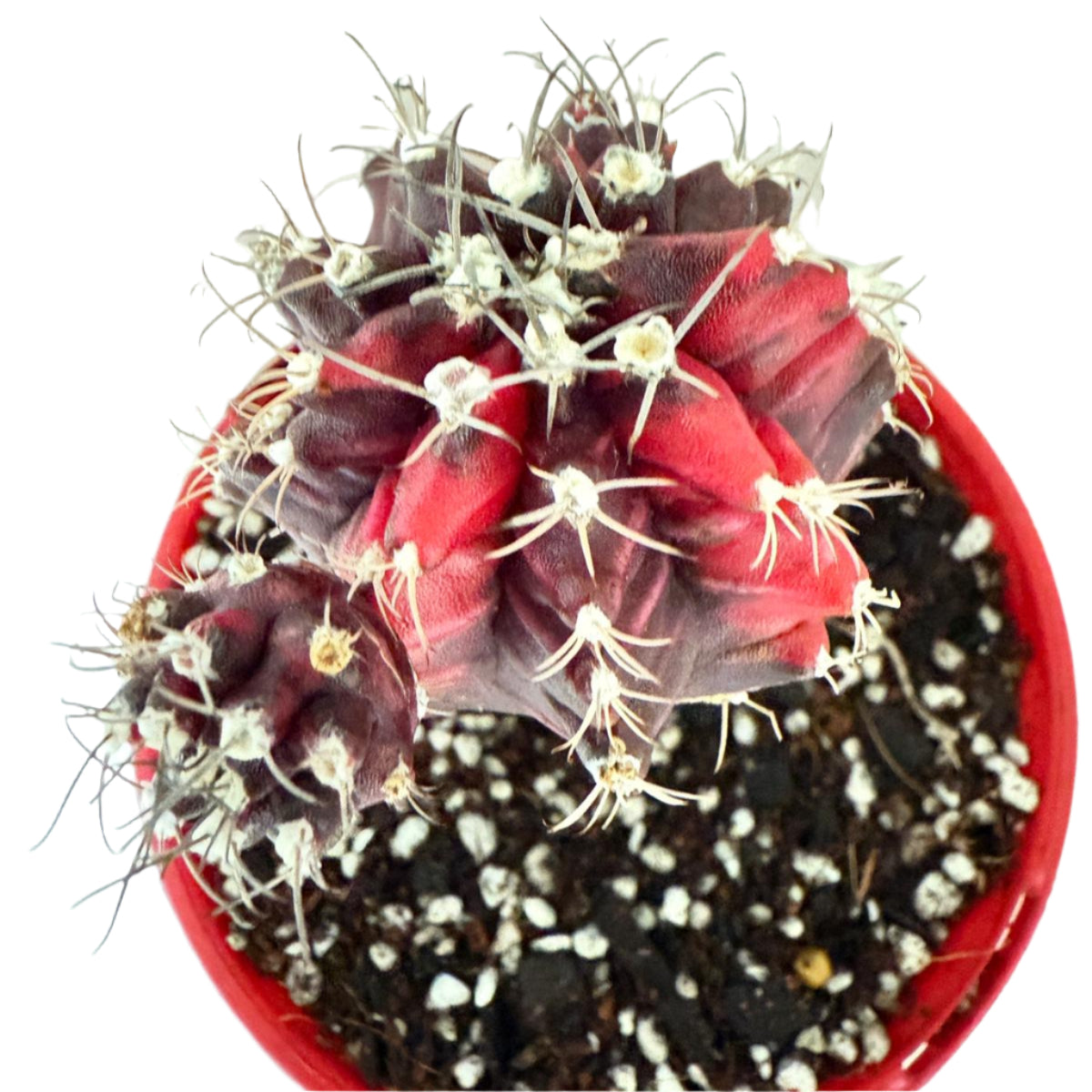 Cacti -Grafted Cactus Gymnocalycium-130mm