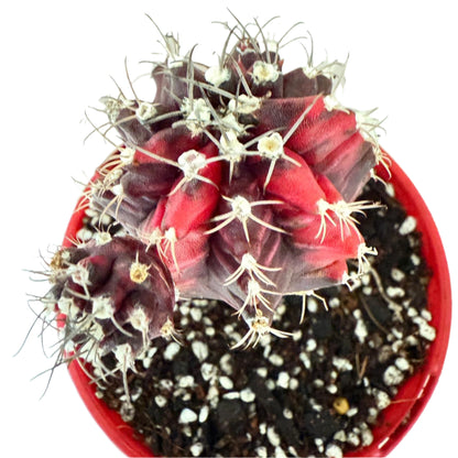 Cacti -Grafted Cactus Gymnocalycium-130mm