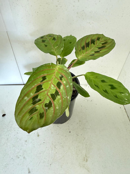 Maranta Leuconeura Erythroneura- 100mm Pot Size