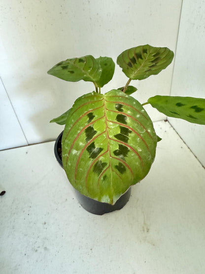 Maranta Leuconeura Erythroneura- 100mm Pot Size