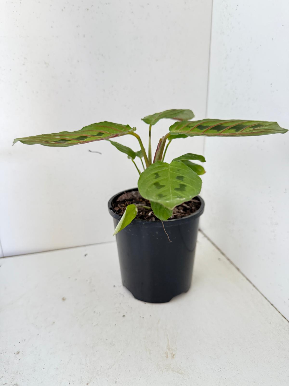 Maranta Leuconeura Erythroneura- 100mm Pot Size