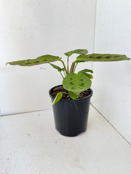 Maranta Leuconeura Erythroneura- 100mm Pot Size