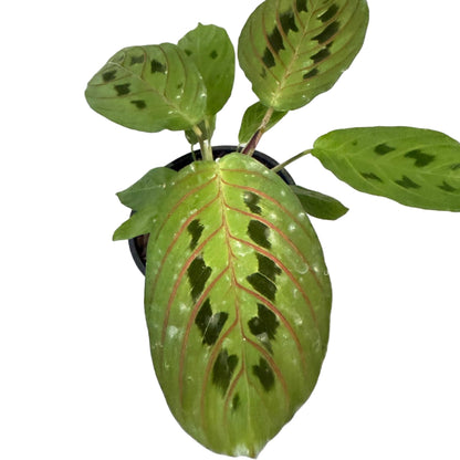 Maranta Leuconeura Erythroneura- 100mm Pot Size