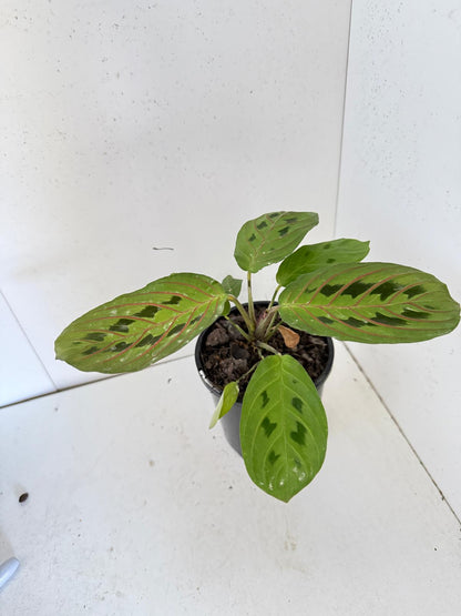 Maranta Leuconeura Erythroneura- 100mm Pot Size