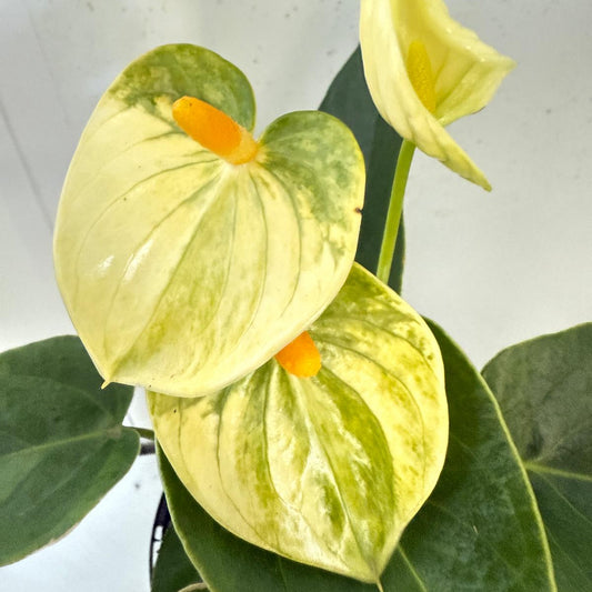 Anthurium Andraenum Vanila 140mm