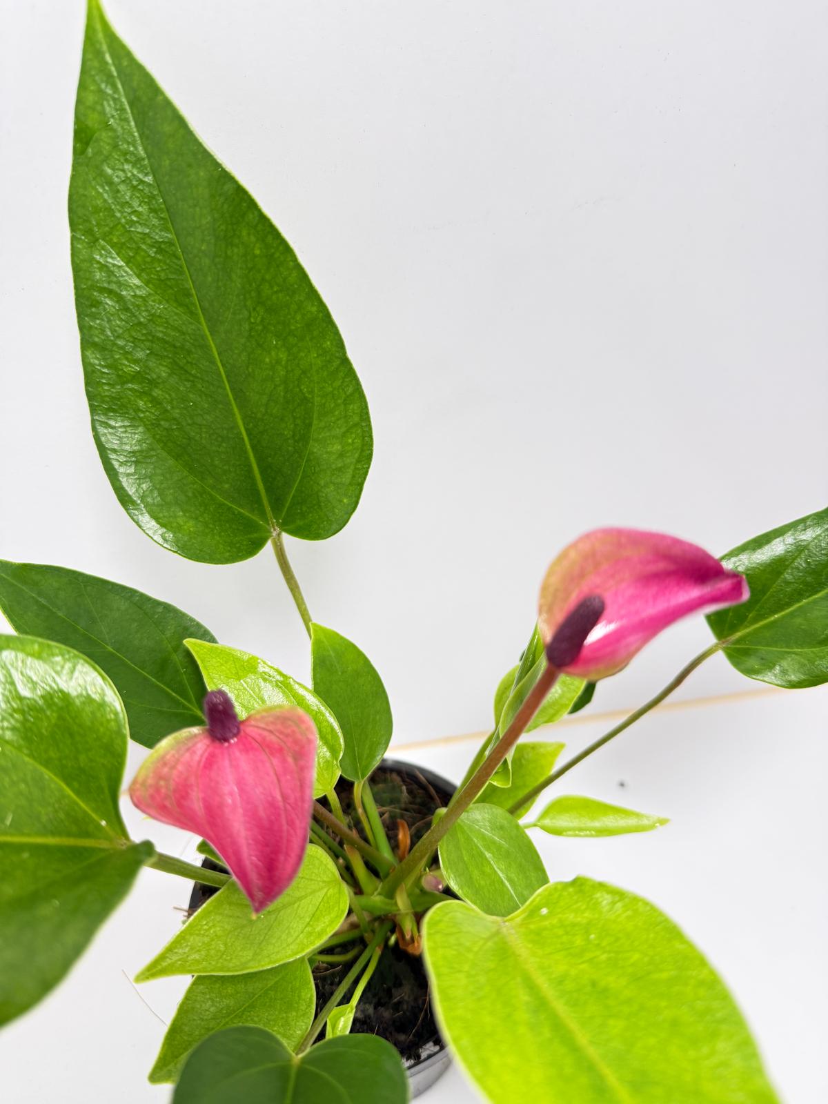 Anthurium zizou 100mm pot size plant- with pot